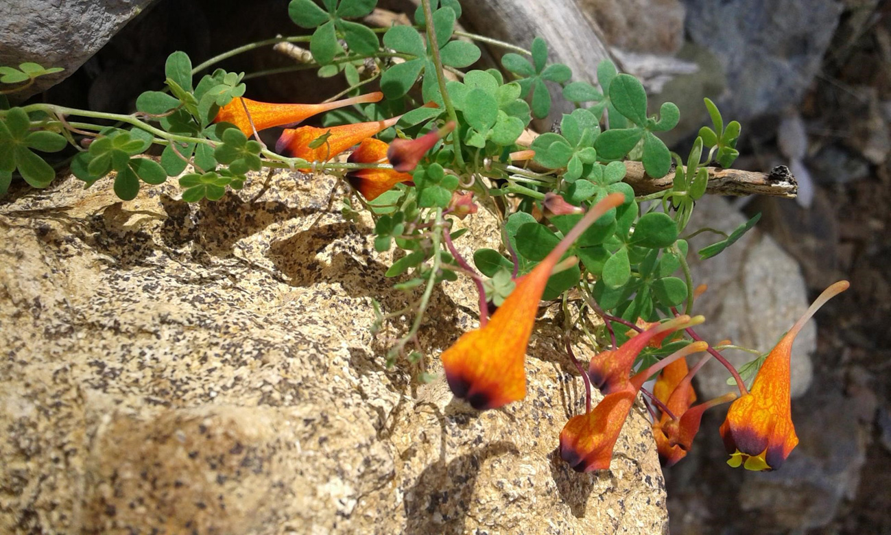 TRopaeolum